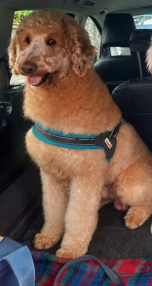 MissingPetsGB's tweet photo. It's been 4 years today, that Toffee was lost in Burrator Reservoir, Arboretum Park, Burrator #PL20
Toffee would now be 7 years old. Has anyone any information on this lovely boy, who is still #missing? #stolendoghour https://t.co/W2oS0HSApX