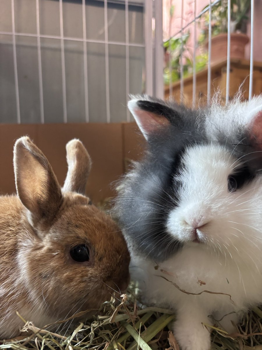 carrotcottagerr's tweet photo. Just hopped on to let you all know that @Harry_lil_man won’t be online for a while, he’s, erm, well, entertaining…… https://t.co/Gxv42o7wES