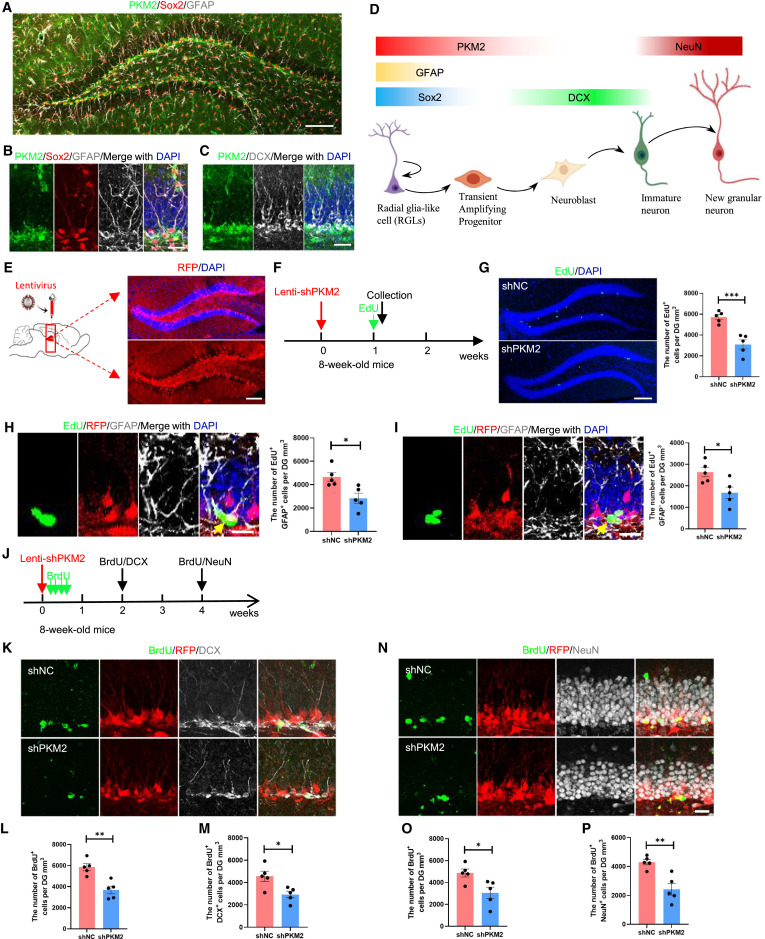 CellPressNews's tweet photo. PKM2 is a key factor to regulate neurogenesis and cognition by controlling lactate homeostasis
https://t.co/pyu0CwAJEu
Highlight from @stemcellreports best of 2025 collection
@ISSCR @GairdnerAwards @SickKidsNews https://t.co/roXeweQgry