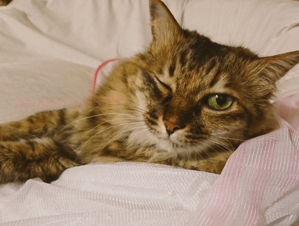 🐾マコロン🐾 (@makoron55555) / Posts / X
