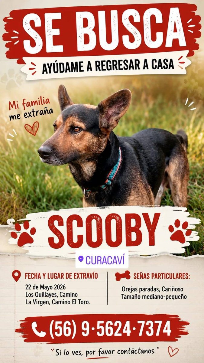 alegriagonzaa's tweet photo. 🔴🐶Perrito extraviado en #Curacavi.

Responde a nombre de "Scooby" 

Se encuentra perdido en Sector Los Quillayes, específicamente en las inmediaciones de Camino La Virgen y Camino El Toro. 

@djgraff_German @cleivamoris @carolinapinoc @PerrosPlazaHuem https://t.co/iId45422MB
