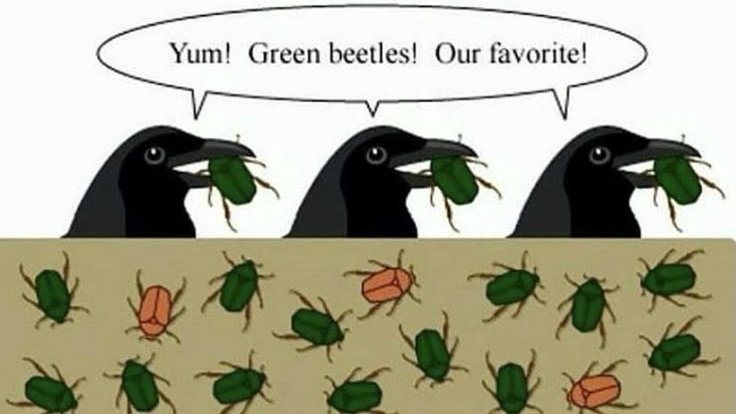 colligocritters's tweet photo. bugtwt: https://t.co/PIVjxZcMub