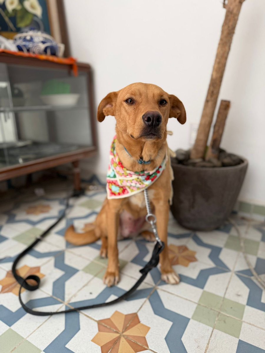 HELA_MORE's tweet photo. Ahora viene Mimi a intentar juntar su pensión.🥺

La verdad no entiendo porque nadie se interesa en ella para adoptarla,lleva un año esperando.💔

¿12 padrinos de 100 pesos que gusten ayudarla? https://t.co/Dno44UDnDh