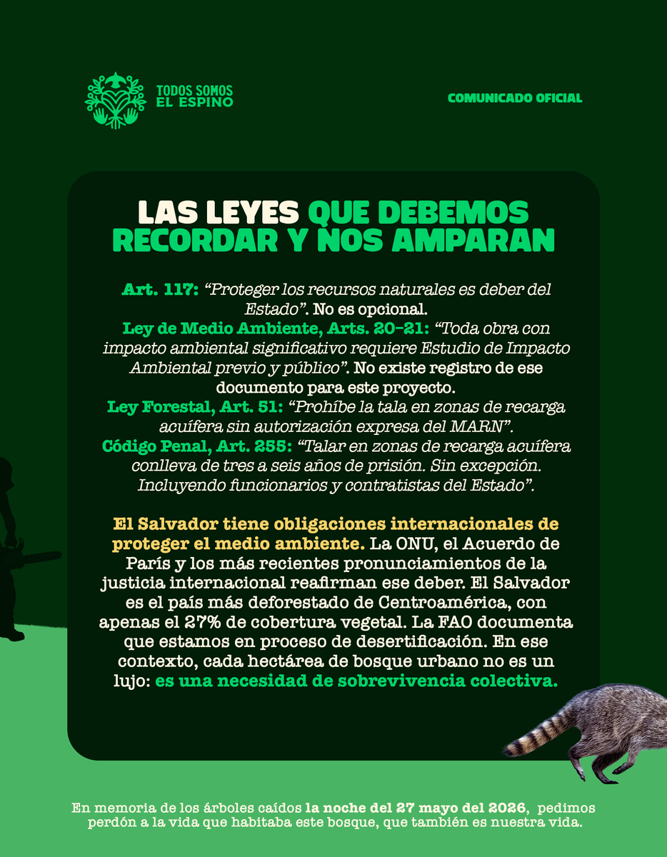 SomosElEspino's tweet photo. En memoria de los árboles caídos la noche del 27 mayo del 2026,  pedimos perdón a la vida que habitaba este Bosque, que también es nuestra Vida. 

Comunicado oficial, 31 de mayo de 2026. San Salvador, El Salvador. Parte 2 de 2.

El movimiento no se termina con la tala, el movimiento crece. ✊💚 

MOVIMIENTO CIUDADANO TODOS SOMOS EL ESPINO 
Por el agua, por la vida, por el futuro de El Salvador🇸🇻
🌳🦜🦝🌱 #salvemoselespino #todossomoselespino #ElEspinoVive

Link para leer el comunicado completo en nuestra Bio👆🏼💚