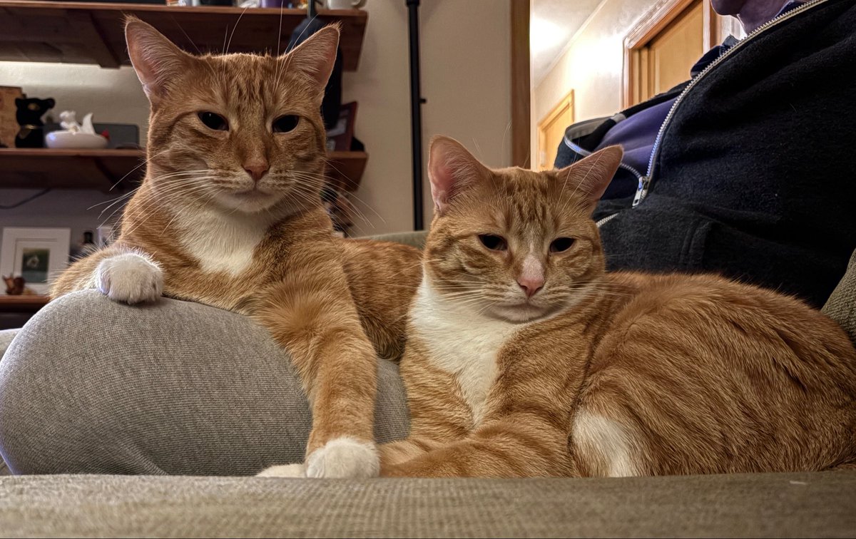 brake4squirrels's tweet photo. @Graysonwayne95 Awww…we have a Dutch too (on the left)! He has OCD and lives mouth first! https://t.co/NnYpqEDaZl