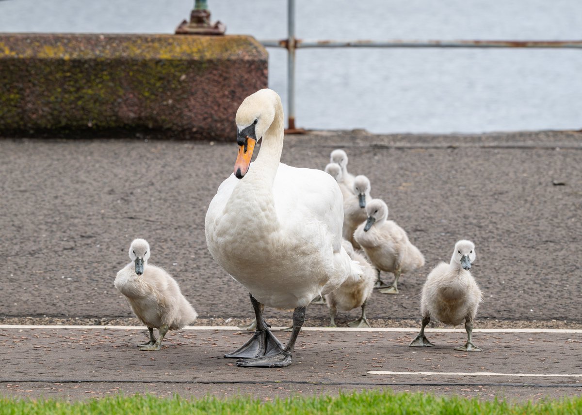 BGallagherColl's tweet photo. Nine-cygnet Mute Swan family at Greenock Esplanade today. Not sure what was going on with the lad in frame 3; fed them loads of what looked like good quality bird food, then started giving out to the adult birds when they followed him. #birds https://t.co/CqdXCZ7ZY4