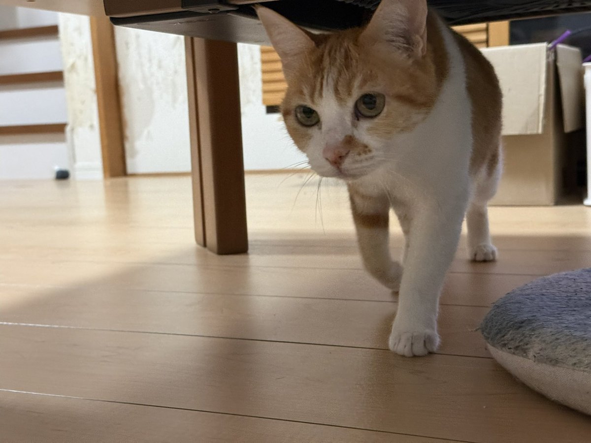 ♥くろみつさま専用ページ♥ Post by くろみつ on X: おはー