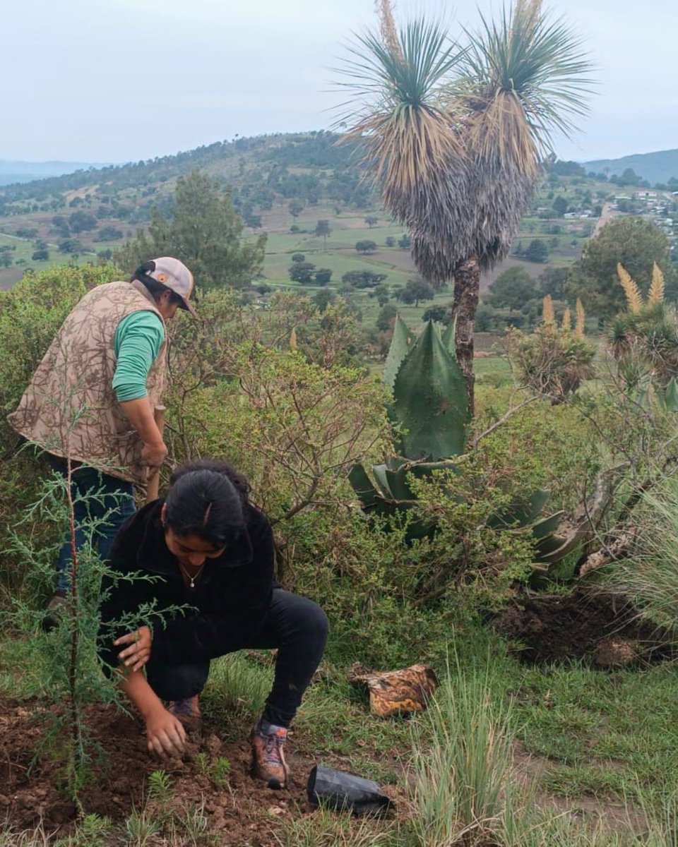 semvidamx's tweet photo. En Manuel Ávila Camacho, Nopalucan, Puebla, la CAC La Cima realizó trabajos de restauración para fortalecer el territorio y la vida comunitaria. Entre esfuerzo compartido, aprendizaje y un buen lonche, demostraron que cuidar la tierra también fortalece la comunidad. https://t.co/MI1I4lX5It