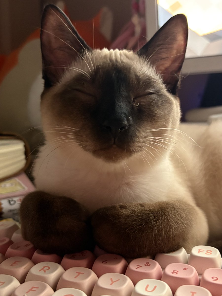 sie (っ'ω`c) tweet media