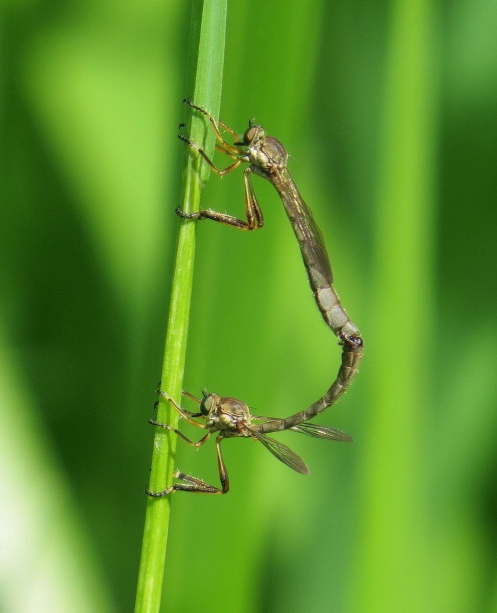 ChilternNature's tweet photo. Saw my first Robberflies of year locally this morning. A mating pair of Slender-striped Robberflies, and Small Yellow-legged Robberfly https://t.co/7UNPtZreDT