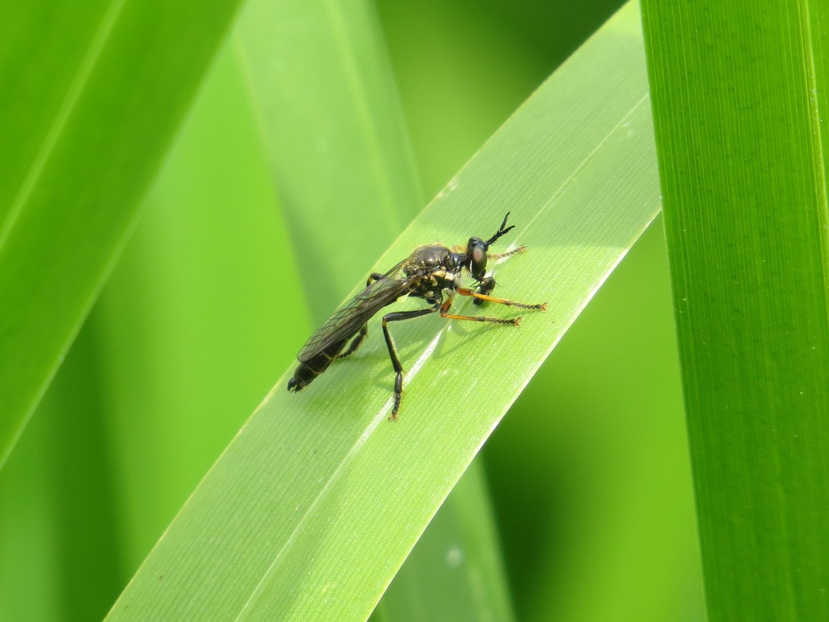 ChilternNature's tweet photo. Saw my first Robberflies of year locally this morning. A mating pair of Slender-striped Robberflies, and Small Yellow-legged Robberfly https://t.co/7UNPtZreDT