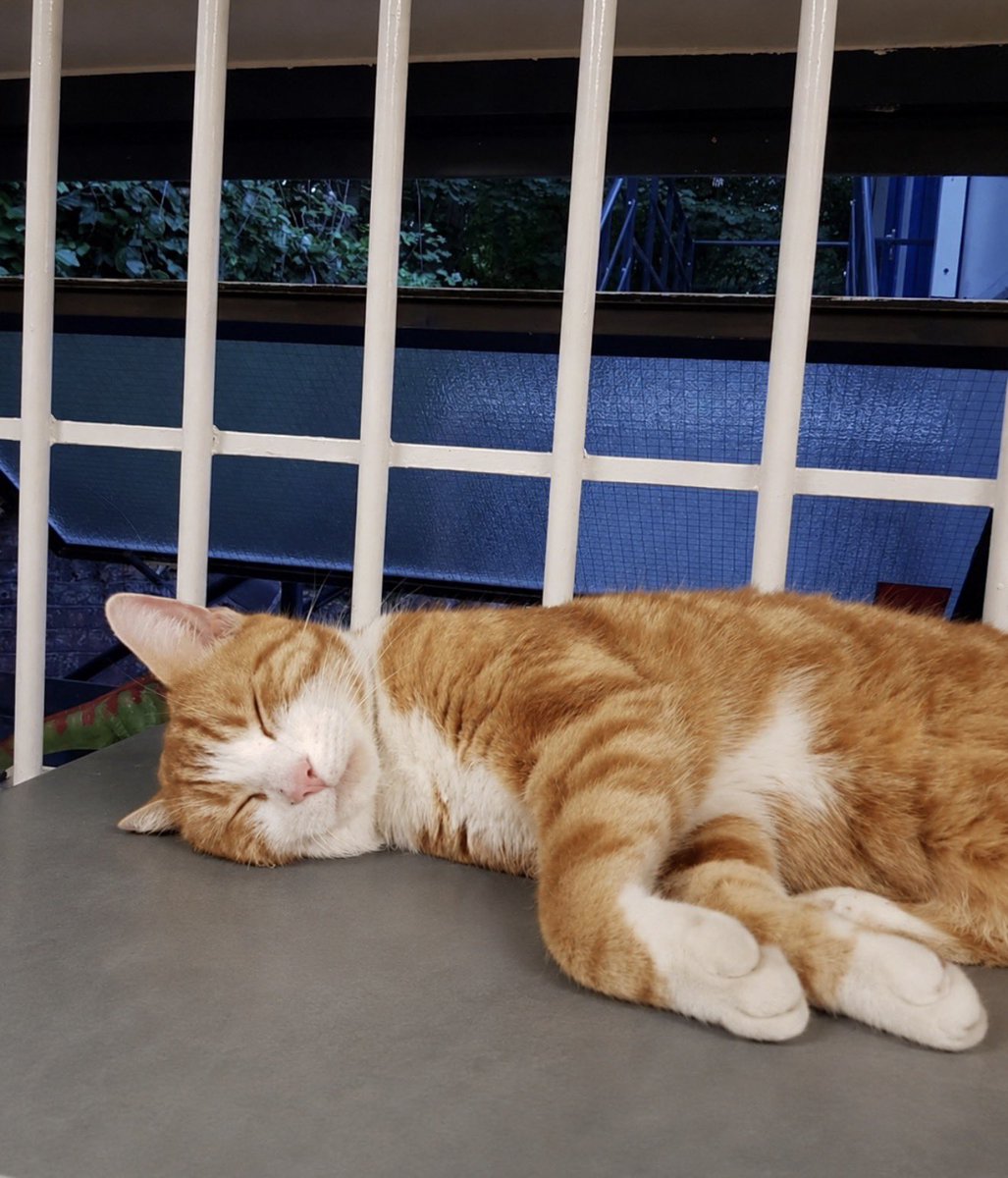 TheStourbridge's tweet photo. Night night sweet dreamies 🧡🐾

You don’t have to spend your life explaining your heart to people who have already written their own story about you.

Your peace begins when you stop seeking permission to be yourself and start embracing who you are https://t.co/Q9y5VEYU6g