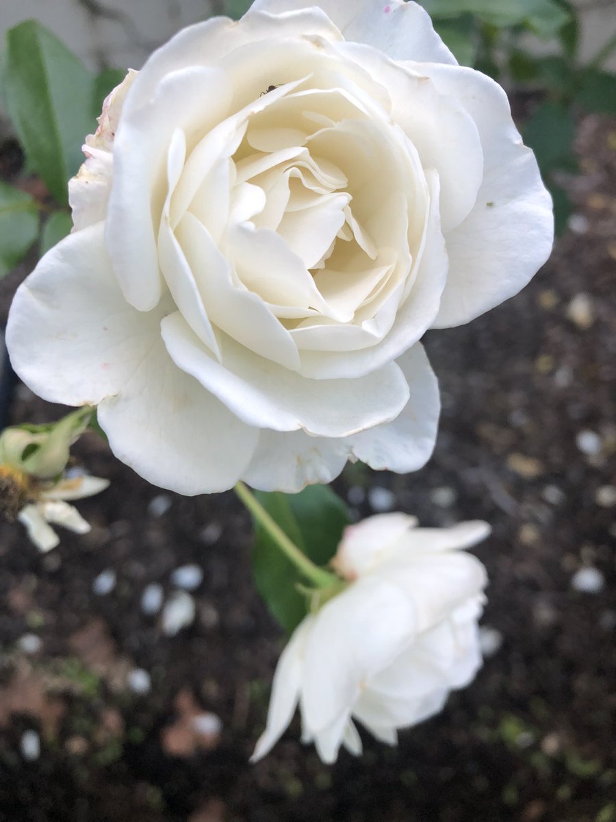 Anthony78644696's tweet photo. @mischiefretsnom Good morning Shane.
Monday greetings.
Start of a new week, a new month and a new season for us.
May they all be very good for you.
Warm regards. https://t.co/XuqQaXZT9H