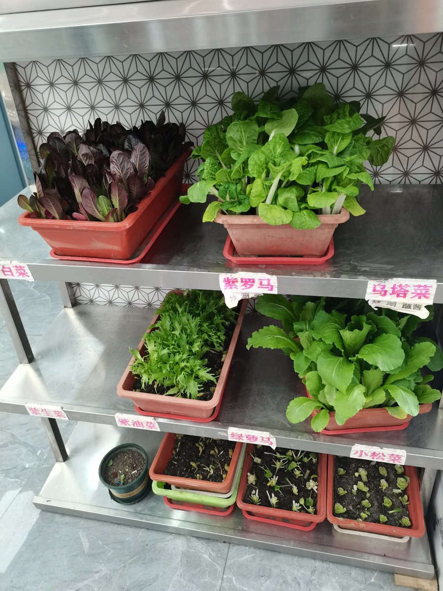 OrangusEric's tweet photo. Turn an old mason jar into a stylish herb planter for your kitchen! Quick, eco-friendly, and perfect for fresh cooking. ， https://t.co/ByJyQnrASs