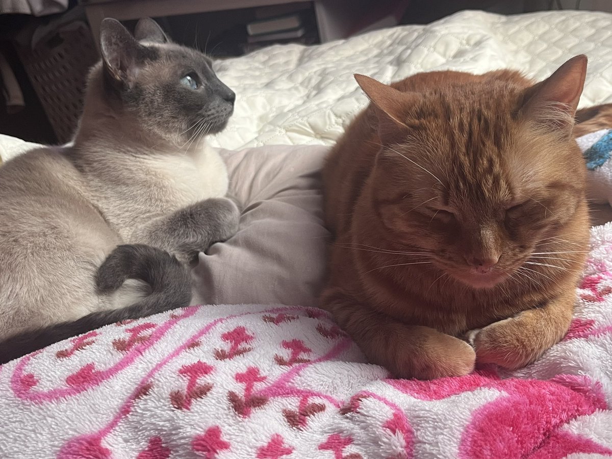 CortsMafe's tweet photo. Mis hijos 💜 https://t.co/6mEDDxxo6M