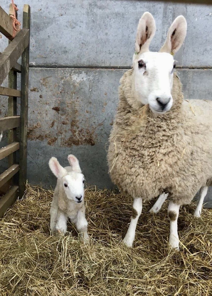 mourninglambs's tweet photo. Let’s have big ears with mama https://t.co/jJsn0I7mdS
