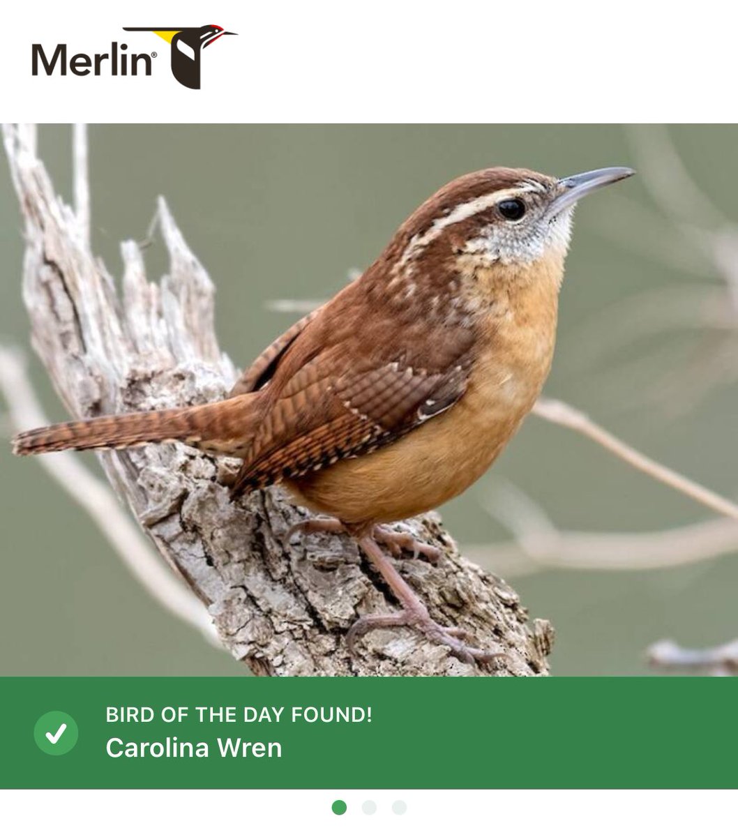biltzled's tweet photo. 5/30 bird of the day, carolina wren!!!

merlin id picked up:
- tufted titmouse
- eastern towhee
- great horned owl (i doubt)
- northern cardinal 
- great crested flycatcher
- house finch
- and carolina wren, obviously https://t.co/v3kA1ZA4ie
