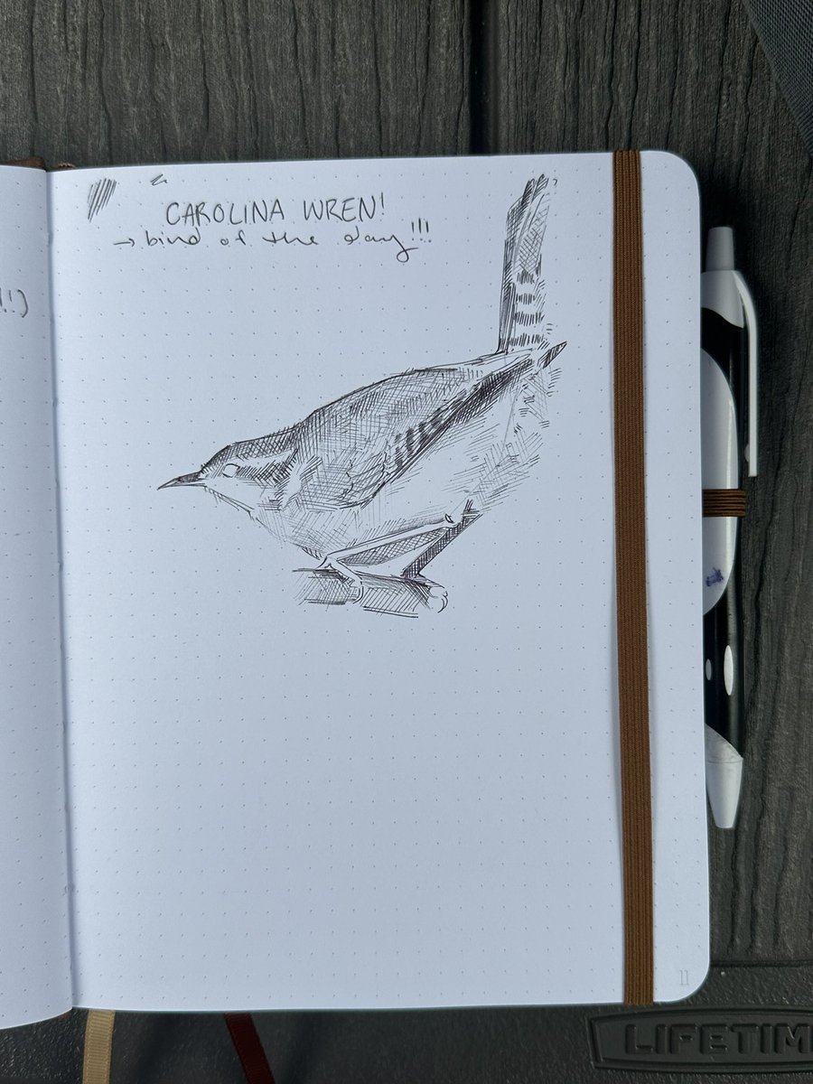 biltzled's tweet photo. 5/30 bird of the day, carolina wren!!!

merlin id picked up:
- tufted titmouse
- eastern towhee
- great horned owl (i doubt)
- northern cardinal 
- great crested flycatcher
- house finch
- and carolina wren, obviously https://t.co/v3kA1ZA4ie