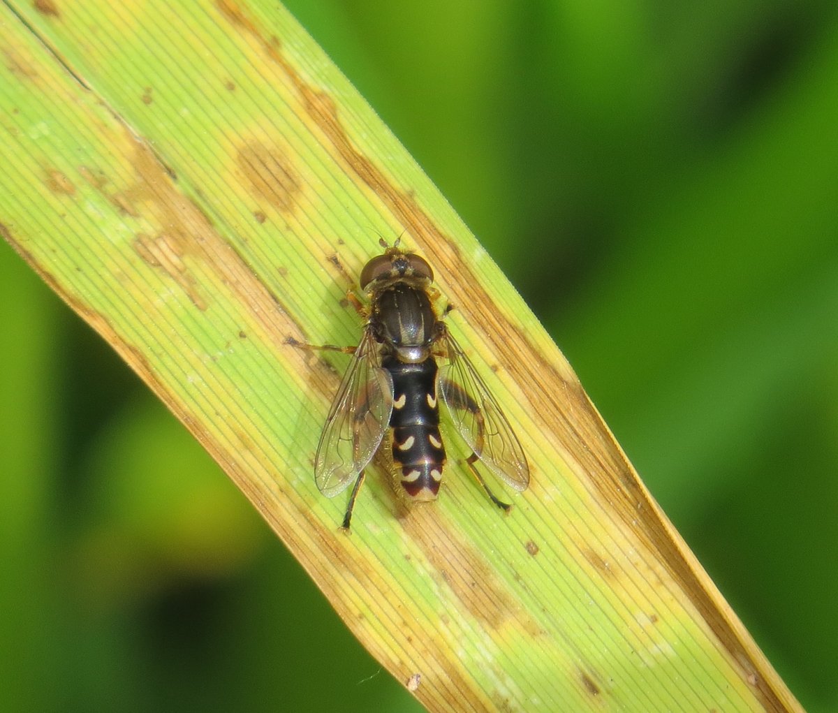 ChilternNature's tweet photo. A couple of nice hoverflies seen locally today, Anasimyia contracta and Xanthogramma pedissequum. https://t.co/my6WtYO7hI