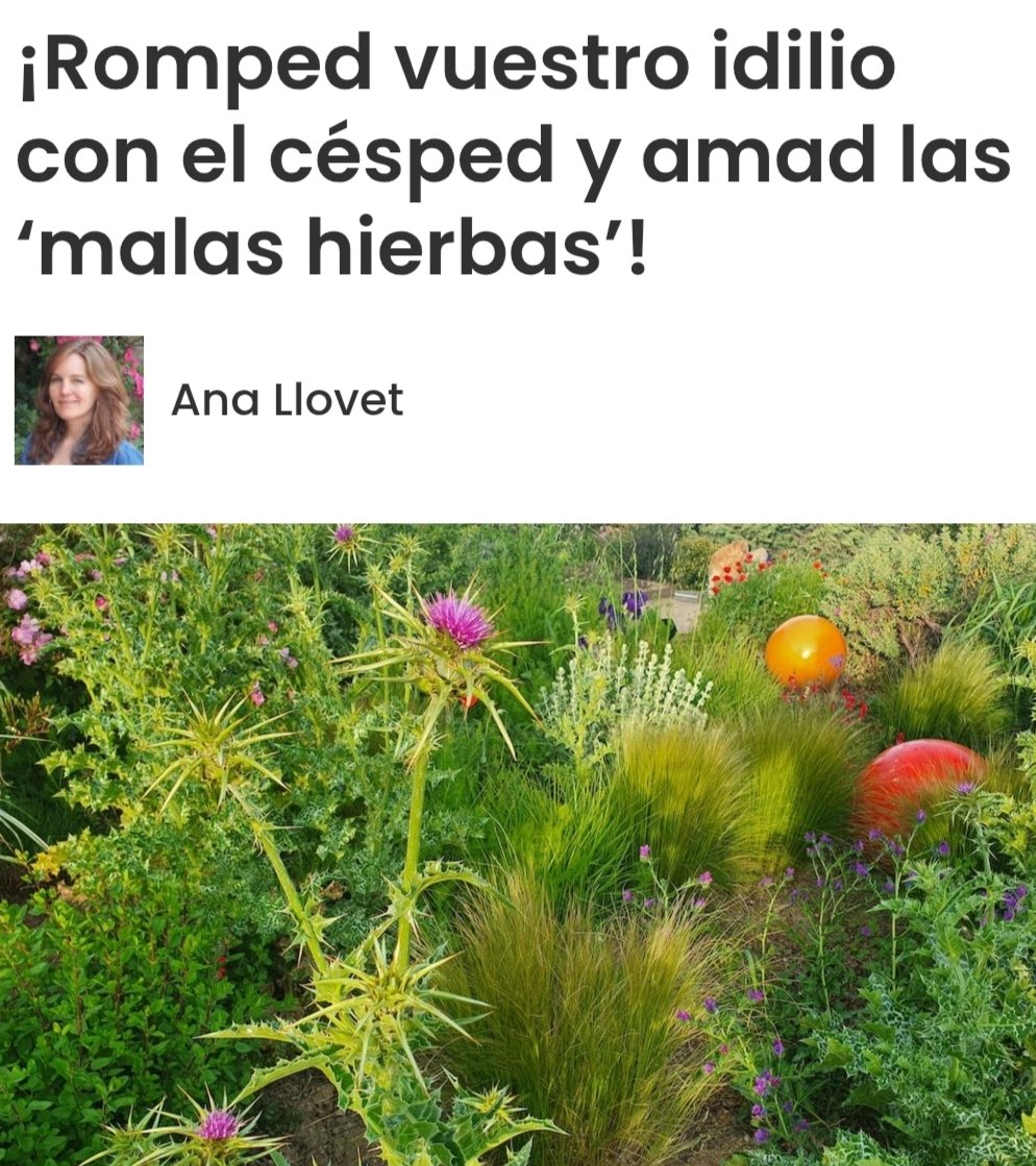 davidlois_uned's tweet photo. "La historia de amor con el césped tiene que acabar. En países cada vez más secos como España las verdes praderas plantadas por el ser humano en las urbanizaciones y parques públicos deberían desaparecer"https://t.co/ZhCI3h52LM https://t.co/0D7UXYB3wV