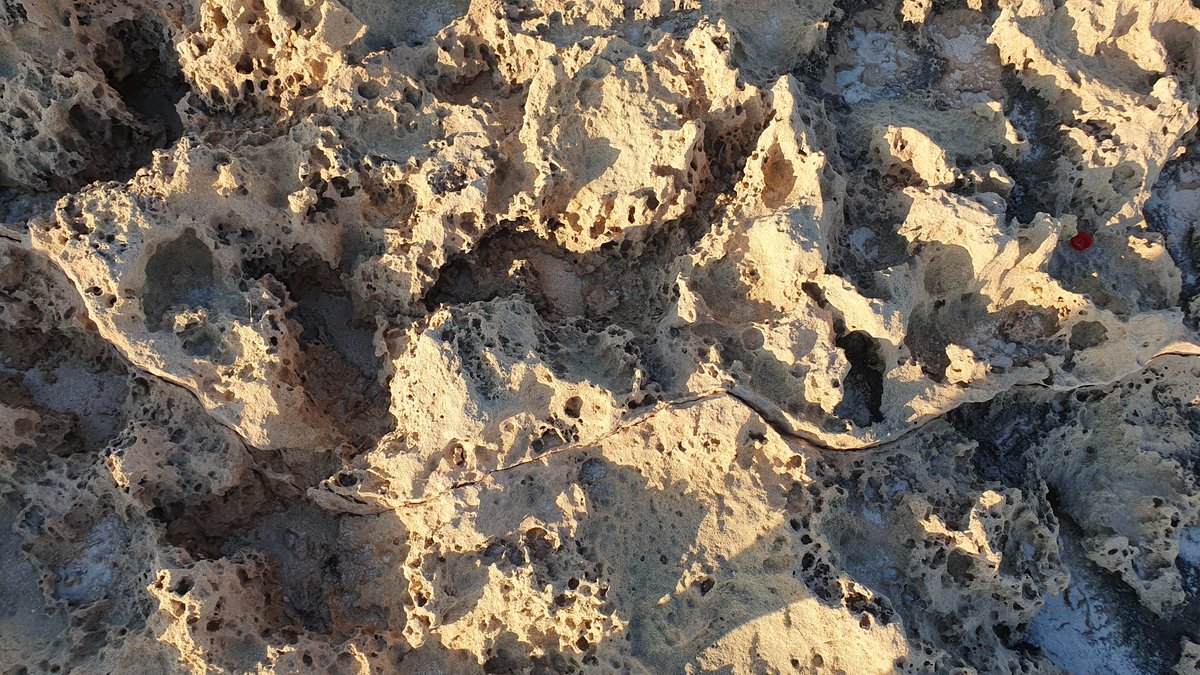 rawlph's tweet photo. 'Tafoni' on Cyprus’ south coast. These holes formed in ~4-million-year-old calcarenite (Athalassa Member) through salt crystallization. Sea spray soaks into the porous limestone, evaporates, and salt crystals slowly break the rock apart from within. https://t.co/mW9iKGur9L