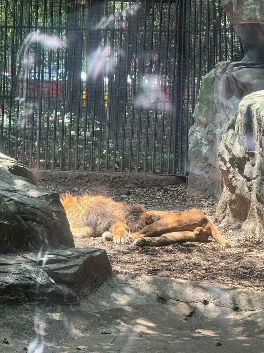 ruben_prz's tweet photo. ¿Para esto sirven los ZOOS? 😐 https://t.co/ZLHNcuTGr3