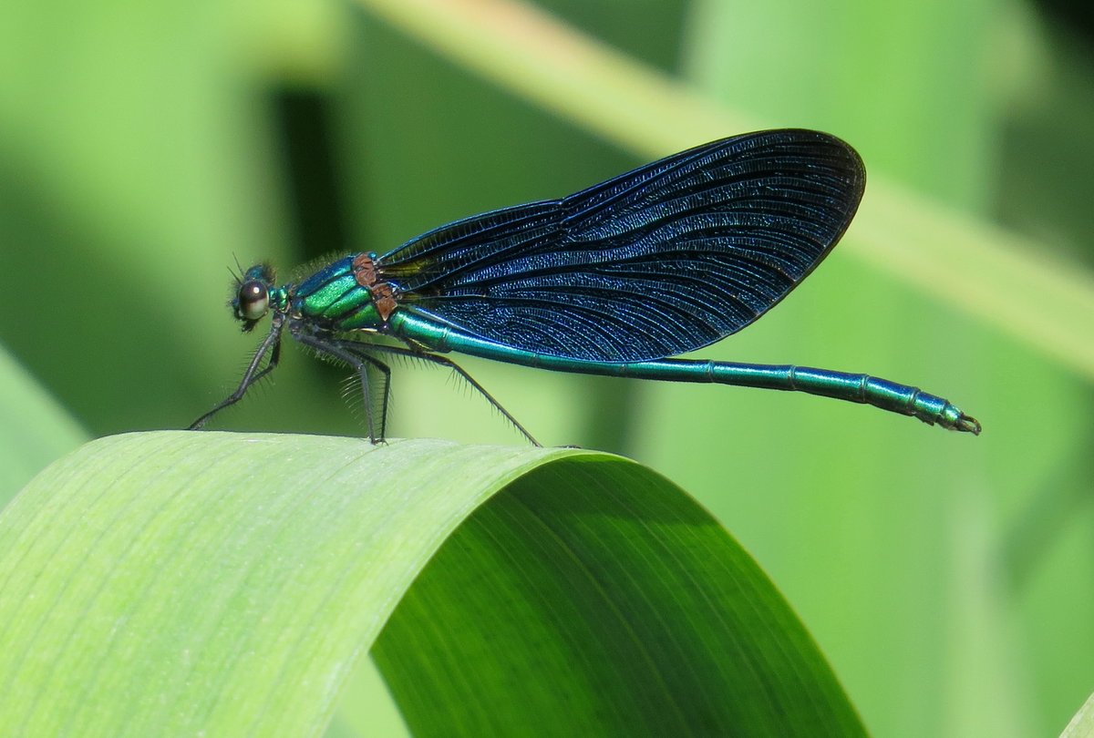 ChilternNature's tweet photo. It was a nice surprise to find good numbers of Beautiful Demoiselle, along the river Misbourne yesterday, a scarce species in Bucks. https://t.co/uTflC0Cmz9