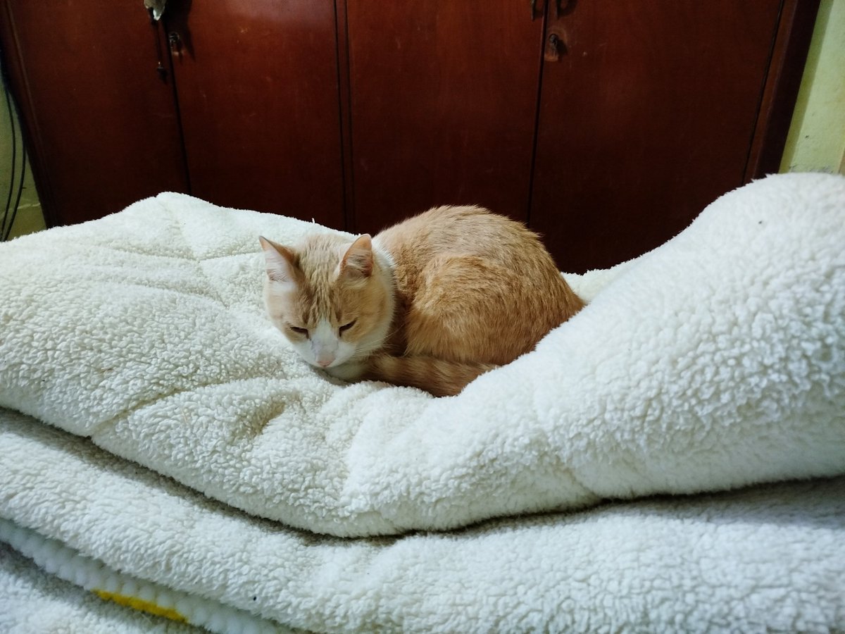 m_mraquel's tweet photo. @MemesSV7 Mis 4 gatitos de los 9 que tengo☺️🤗 https://t.co/OmdDZjJk0M