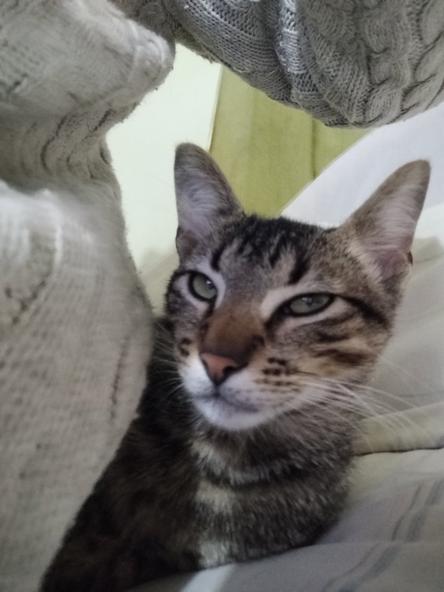 m_mraquel's tweet photo. @MemesSV7 Mis 4 gatitos de los 9 que tengo☺️🤗 https://t.co/OmdDZjJk0M