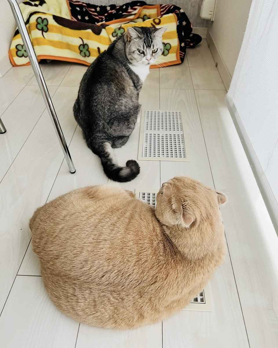 猫好き おはようございます😸🔆｡° 6月もよろしくお願いします٩(๑>∀<๑)۶