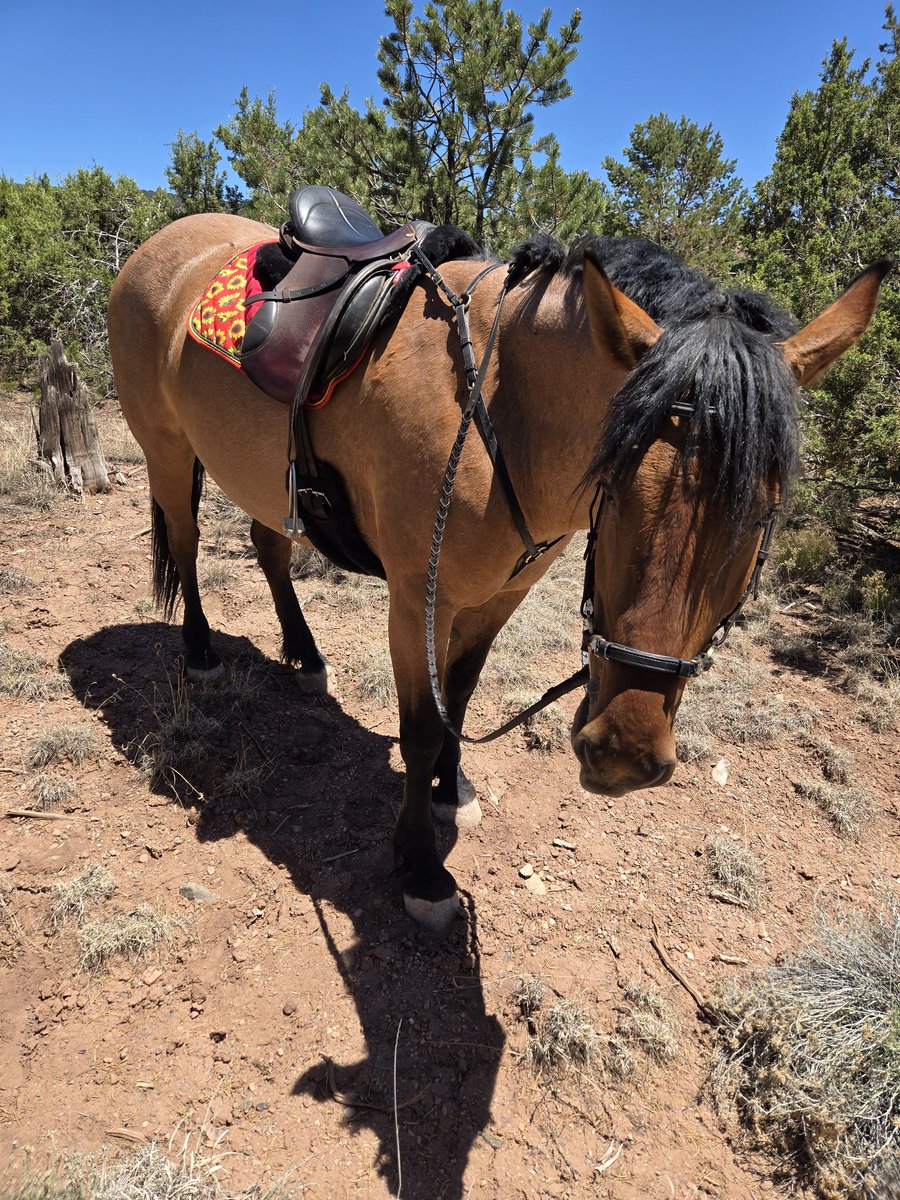 markhorparkour's tweet photo. Our English tack set is really coming together! We tried our new hackamore today and LOVED it. We'd tried sidepulls &amp; 4-5 different bits, but this wins. The shanks are brass and the bridle attachment allows for a slide signal before pressure. She felt like she does in the bosal. https://t.co/dc4rJ6QYMZ