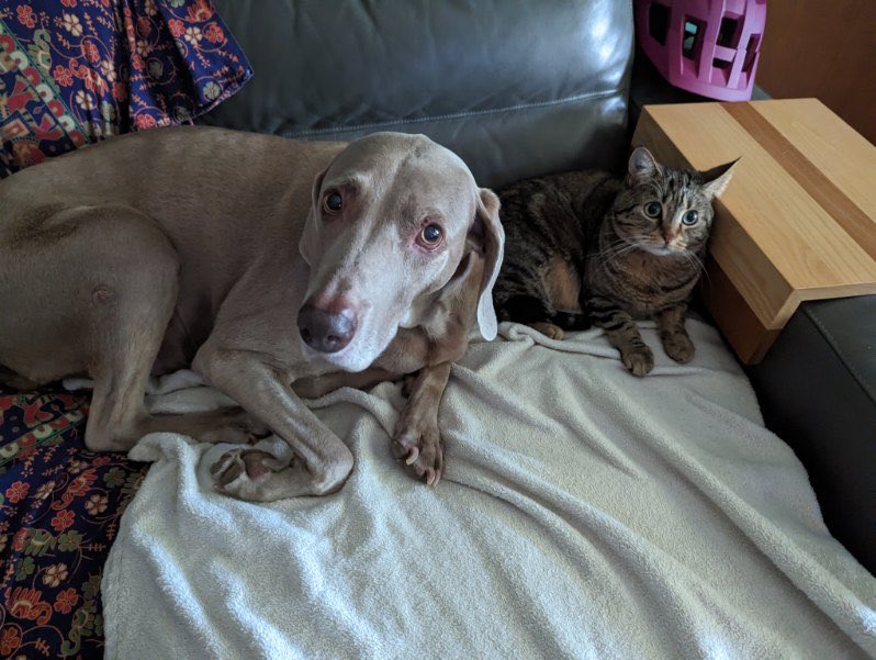 redblakey's tweet photo. @KristinRaworth Everybody’s dog is the most beautiful creature ever. And everybody’s right https://t.co/WPgFNfOz04