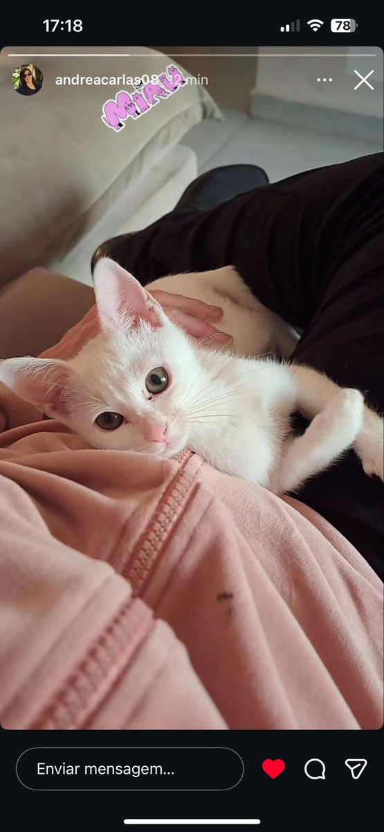 GiggsInMidfield's tweet photo. Fomos viajar por 3 dias e a sogra aceitou cuidar da gata. Tinha medo de tocar nela, pavor de segurar e tomar mordida, mas mesmo assim aceitou cuidar.

Hoje, no terceiro dia, esse é o Story que ela posta no Instagram: https://t.co/64YXsgR9NW