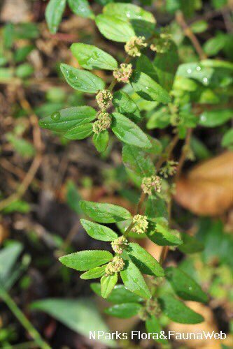 NY_amankwaa's tweet photo. 🍀The testimonies have been many. If you or your kid is battling asthma, use this remedy 

🍀 Harvest the whole plant of Euphorbia hirta (asthma plant, twi: kakaweadwe, yuroba: emi-ile) and boil with ginger for about 30mins. Take 4 tablespoonful 2-3daily for 1 month. You can or not choose to add pure honey. Say bye bye to it
