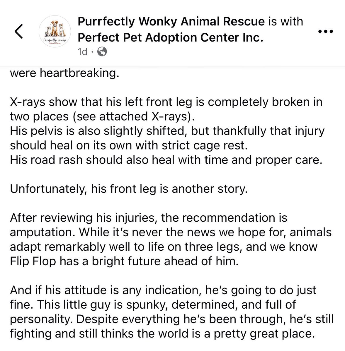TheHerdHouse's tweet photo. My partners in crime and Rescue, in Florida, scooped up a little Kitten that needs an emergency amputation. If you’re able to donate, they would really appreciate it. They’re about halfway to the goal of $760.
#KindnessMatters 
https://t.co/3EhW3cycbM https://t.co/8fwnwQ3Vh3