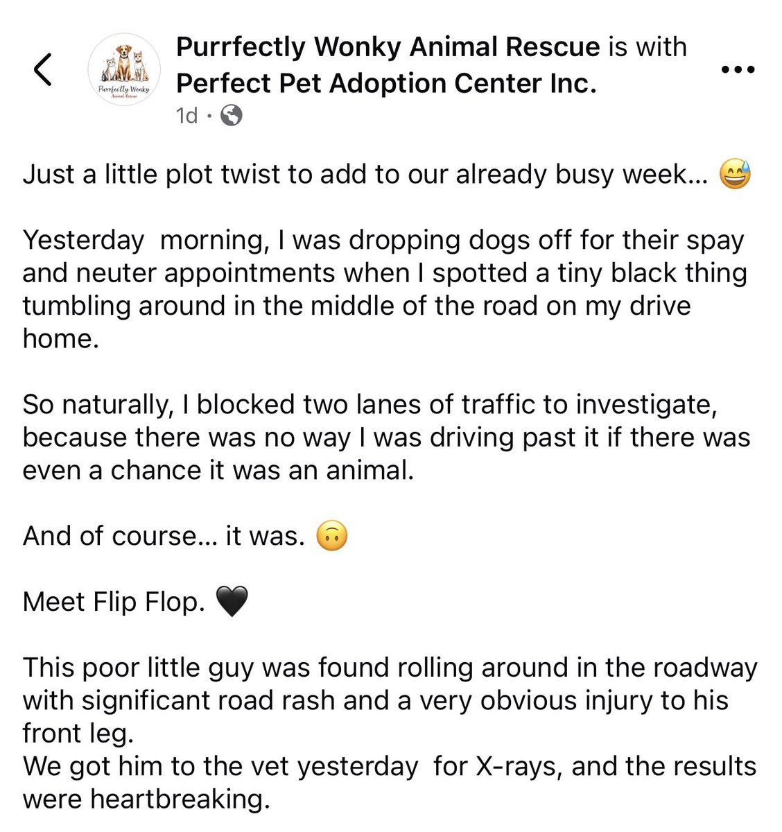 TheHerdHouse's tweet photo. My partners in crime and Rescue, in Florida, scooped up a little Kitten that needs an emergency amputation. If you’re able to donate, they would really appreciate it. They’re about halfway to the goal of $760.
#KindnessMatters 
https://t.co/3EhW3cycbM https://t.co/8fwnwQ3Vh3