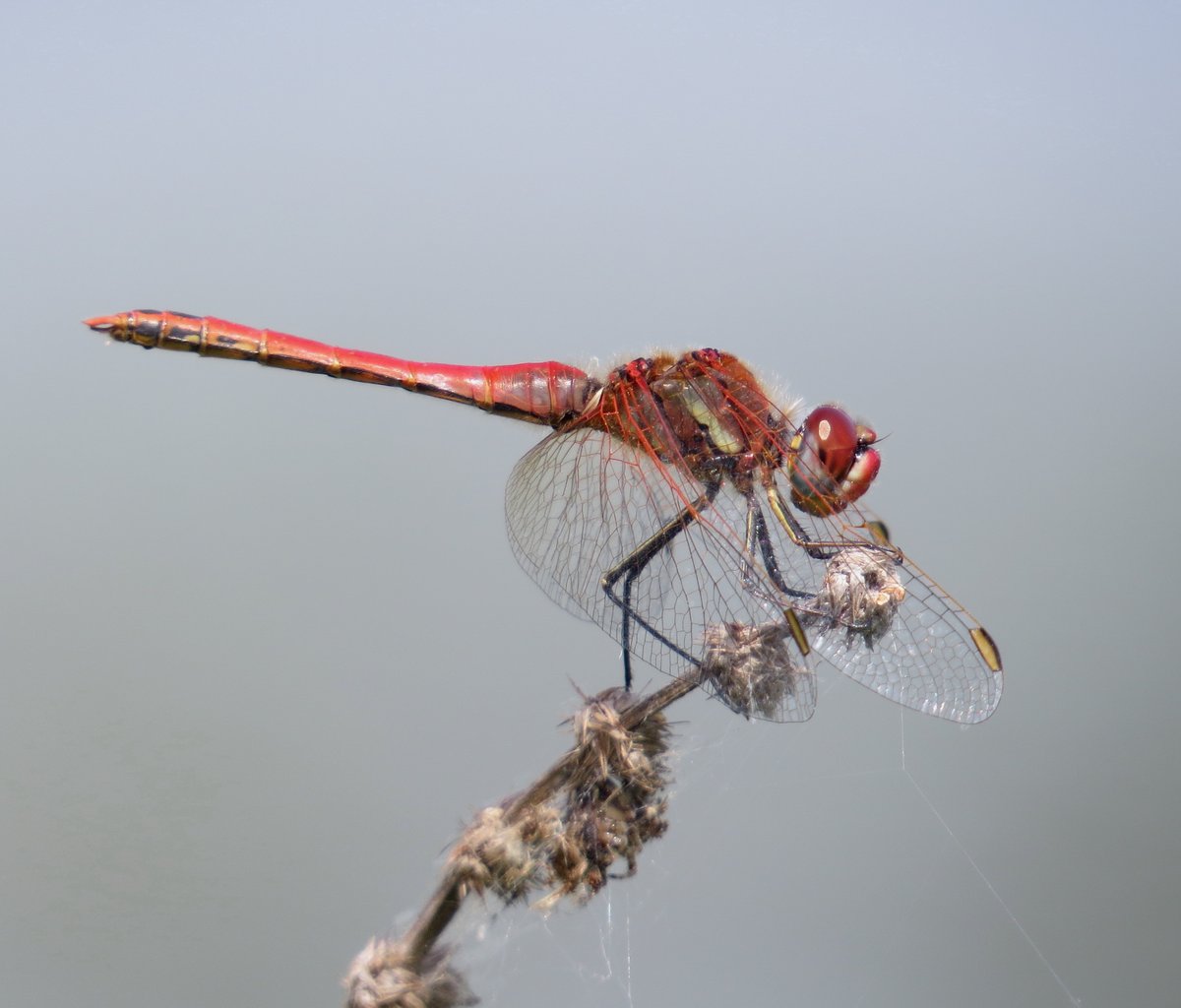 ChilternNature's tweet photo. This morning I went back to photograph the male Red-veined Darters that I saw locally several days ago. https://t.co/QZj6kale6R