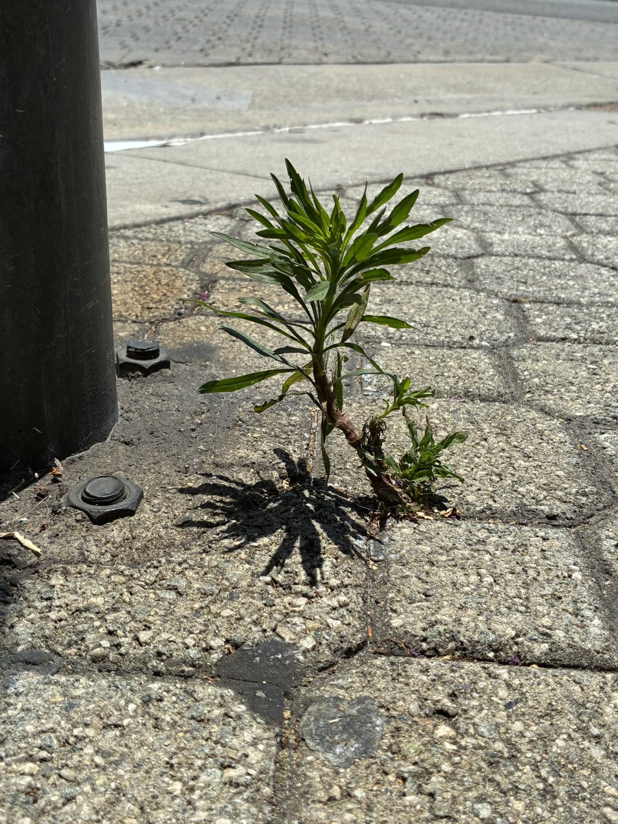 museonthemoon's tweet photo. “Life will find its way. Even the smallest plant is capable of moving concrete."

Persevere little plant, persevere. https://t.co/uFMCbK9Hf3