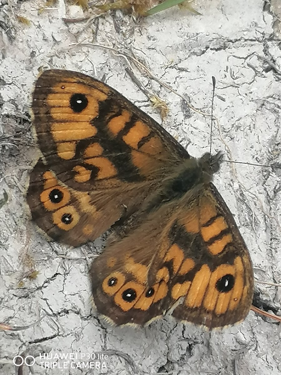 ray_rambling's tweet photo. Saw at least twenty Painted Lady Butterflies along local Railway embankment evening walk this week (usually see two or three), reflective of Nationally increased numbers this year. Also nice to see a Male Wall Brown Pewsey NNR along favoured farm tracks @savebutterflies @s4r4h_l https://t.co/kAIckbqGO9