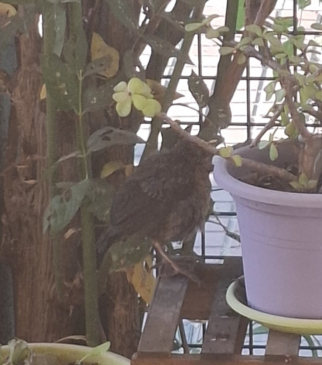 iangullo's tweet photo. Desde entonces extrañaba su piar, pidiendo desayuno a las 6 de la mañana y su presencia.

Hasta que ayer volvió Antoñito para alegría de mi corazón. https://t.co/80IwZD7Rqm