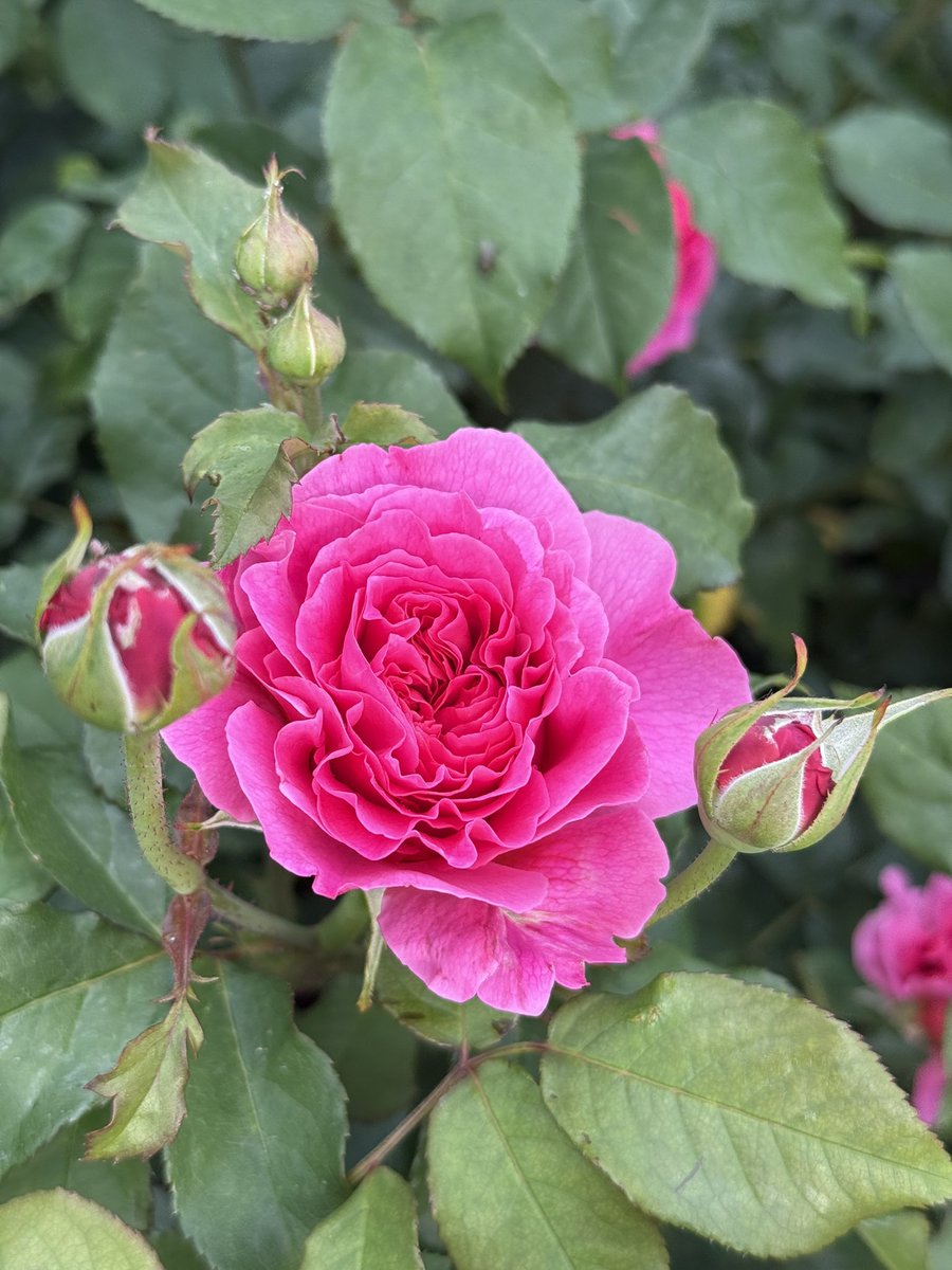 lisa_j_dawson's tweet photo. The new @DAustinRoses bed @TrenthamEstate is absolutely stunning 🌹
#rosebed #davidaustinroses #trenthamestate #roses #davidaustin https://t.co/xTD5KzYgl9