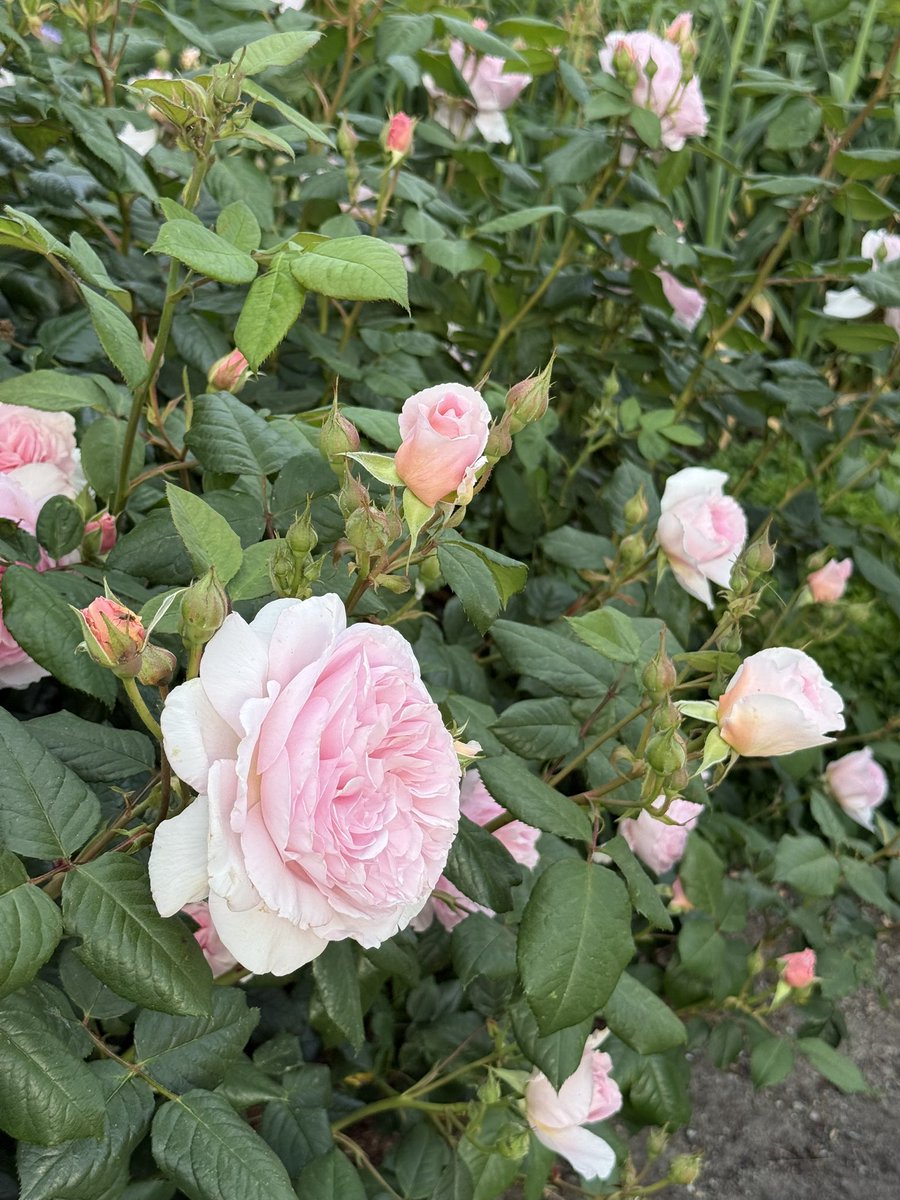 lisa_j_dawson's tweet photo. The new @DAustinRoses bed @TrenthamEstate is absolutely stunning 🌹
#rosebed #davidaustinroses #trenthamestate #roses #davidaustin https://t.co/xTD5KzYgl9