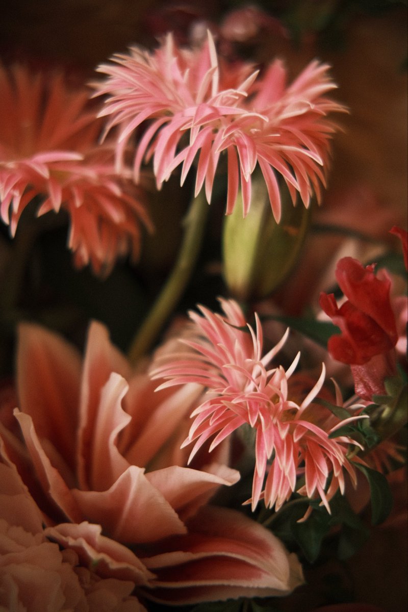 marialasangre's tweet photo. Fleurs parisiennes https://t.co/uRCH73IG8R