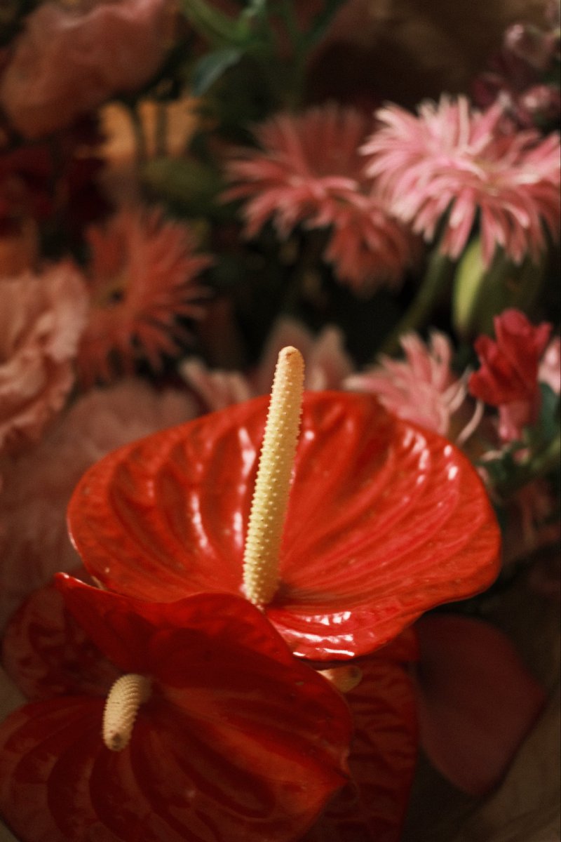 marialasangre's tweet photo. Fleurs parisiennes https://t.co/uRCH73IG8R