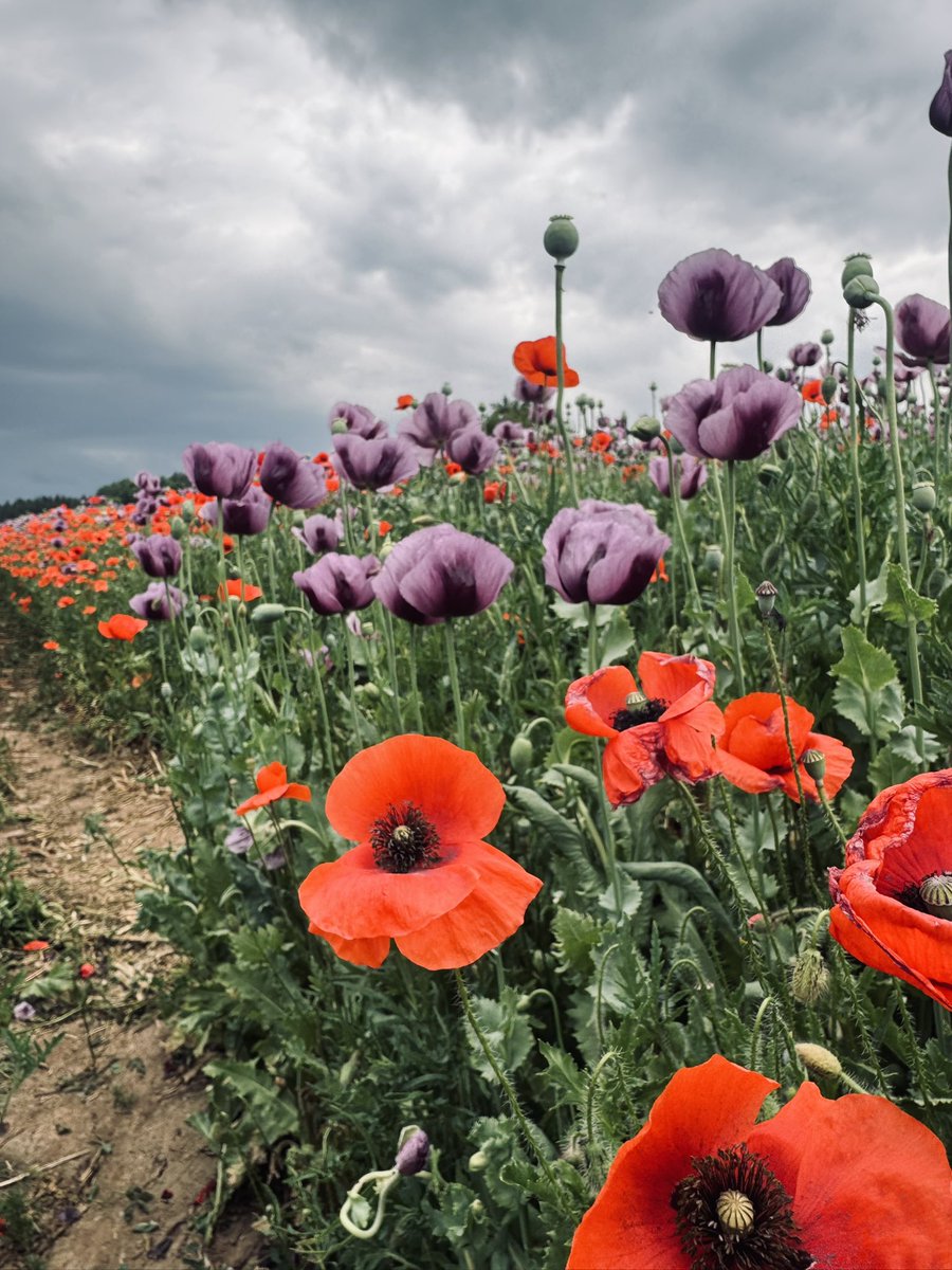 Oliversamnow's tweet photo. 🌸🌼 https://t.co/95bi9X5Vw0