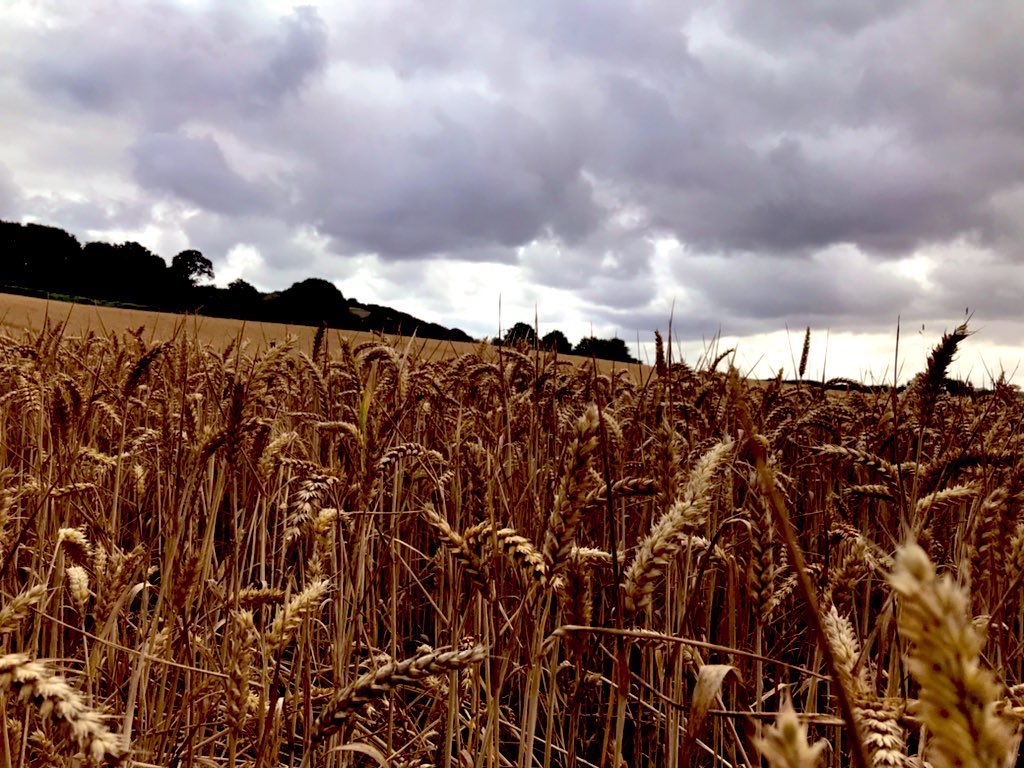 HallsworthCeri's tweet photo. @DailyPicTheme2 Fields of golden farm land https://t.co/WAYGZzPpLs