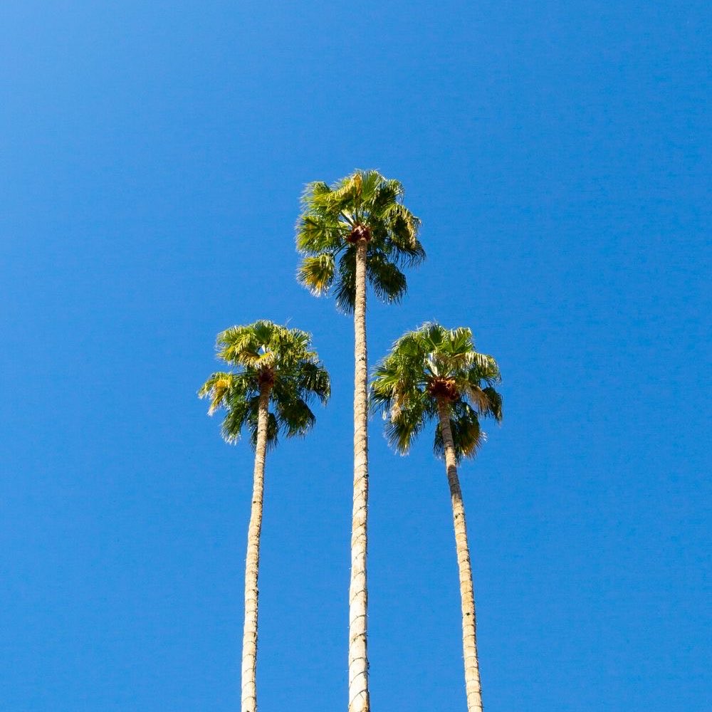 avanillasyrup's tweet photo. 🌼i’m always ready for palm trees, coconuts, tanlines,🌴🚕🎀sunsets, summer nights and glowy skin! https://t.co/rfQfYTdqzo
