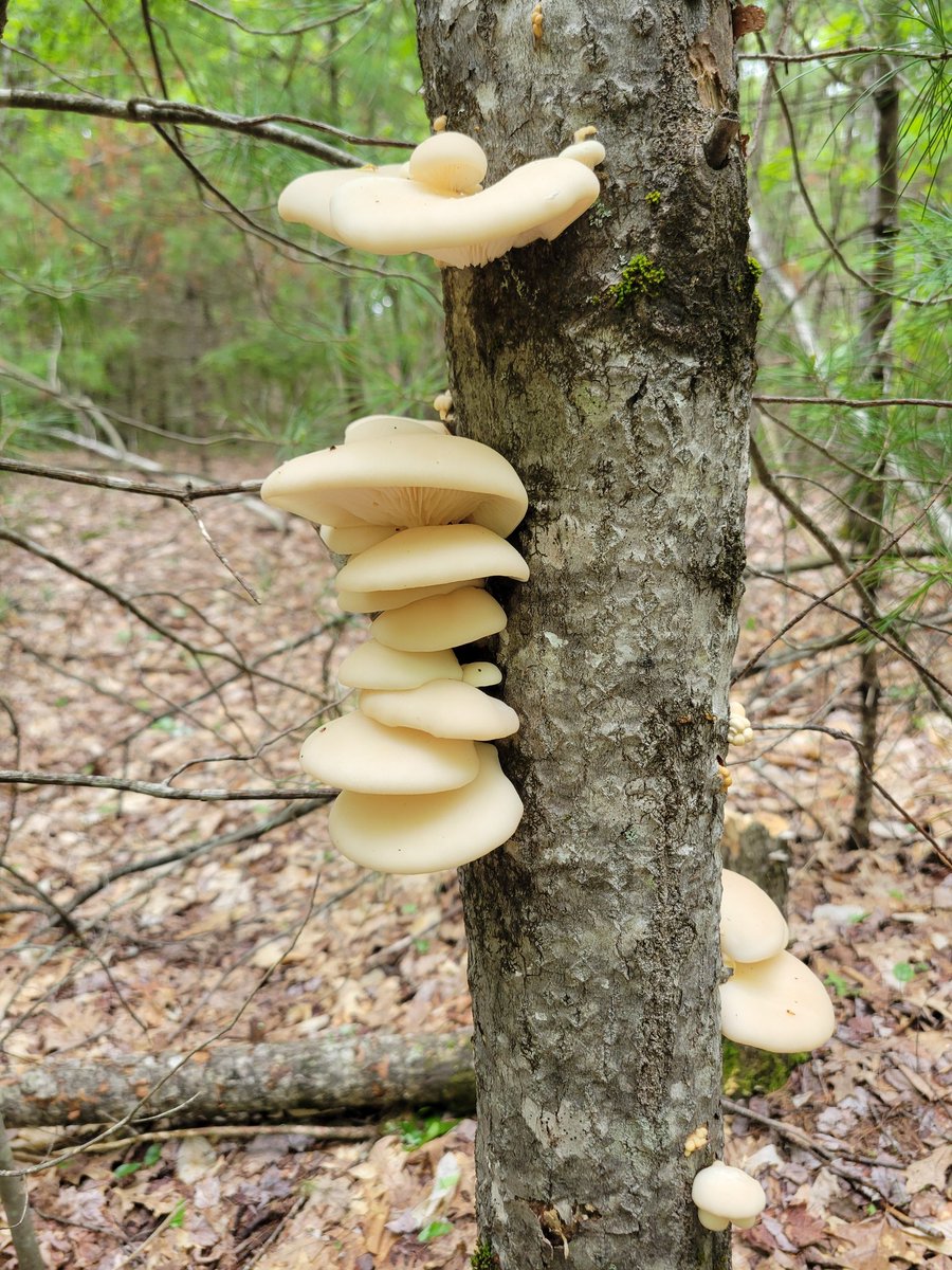 Xalohit's tweet photo. I went foraging and found oyster mushrooms so I cooked one and ate it and it was really yummy actually! https://t.co/UDSrzKbILY