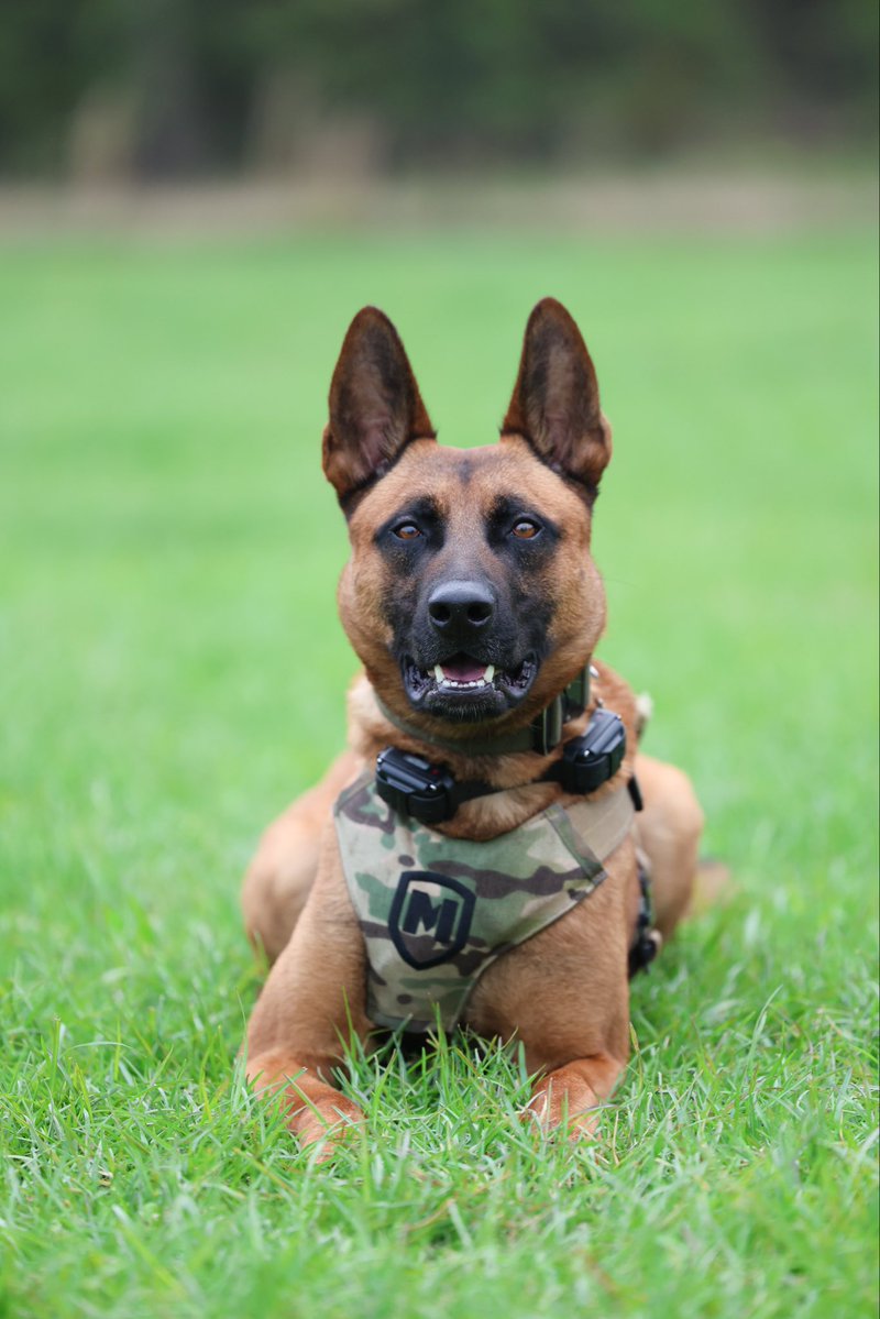TeamSJSO's tweet photo. Meet SJSOs newest K9 team: K9 Draco & Deputy Mourao! 

K9 Draco is a 2-year-old Belgian Malinois, certified with the Florida Department of Law Enforcement in Patrol and Narcotics Detection. He came to SJSO from Grassroots K9.    

“𝘛𝘩𝘦 𝘣𝘦𝘴𝘵 𝘱𝘢𝘳𝘵 𝘰𝘧 𝘸𝘰𝘳𝘬𝘪𝘯𝘨 𝘸𝘪𝘵𝘩 𝘋𝘳𝘢𝘤𝘰 𝘪𝘴 𝘵𝘩𝘦 𝘳𝘦𝘭𝘢𝘵𝘪𝘰𝘯𝘴𝘩𝘪𝘱 𝘸𝘦’𝘷𝘦 𝘣𝘶𝘪𝘭𝘵. 𝘛𝘩𝘳𝘰𝘶𝘨𝘩 𝘤𝘰𝘶𝘯𝘵𝘭𝘦𝘴𝘴 𝘩𝘰𝘶𝘳𝘴 𝘰𝘧 𝘵𝘳𝘢𝘪𝘯𝘪𝘯𝘨 𝘵𝘰𝘨𝘦𝘵𝘩𝘦𝘳, 𝘸𝘦’𝘷𝘦 𝘭𝘦𝘢𝘳𝘯𝘦𝘥 𝘦𝘢𝘤𝘩 𝘰𝘵𝘩𝘦𝘳 𝘴𝘰 𝘸𝘦𝘭𝘭 𝘵𝘩𝘢𝘵 𝘩𝘦 𝘶𝘯𝘥𝘦𝘳𝘴𝘵𝘢𝘯𝘥𝘴 𝘸𝘩𝘢𝘵 𝘐 𝘦𝘹𝘱𝘦𝘤𝘵 𝘧𝘳𝘰𝘮 𝘩𝘪𝘮, 𝘢𝘯𝘥 𝘐’𝘷𝘦 𝘭𝘦𝘢𝘳𝘯𝘦𝘥 𝘩𝘰𝘸 𝘵𝘰 𝘳𝘦𝘢𝘥 𝘢𝘯𝘥 𝘶𝘯𝘥𝘦𝘳𝘴𝘵𝘢𝘯𝘥 𝘩𝘪𝘮. 𝘛𝘩𝘢𝘵 𝘭𝘦𝘷𝘦𝘭 𝘰𝘧 𝘵𝘳𝘶𝘴𝘵 𝘢𝘯𝘥 𝘤𝘰𝘮𝘮𝘶𝘯𝘪𝘤𝘢𝘵𝘪𝘰𝘯 𝘢𝘭𝘭𝘰𝘸𝘴 𝘶𝘴 𝘵𝘰 𝘸𝘰𝘳𝘬 𝘢𝘭𝘮𝘰𝘴𝘵 𝘴𝘦𝘢𝘮𝘭𝘦𝘴𝘴𝘭𝘺 𝘢𝘴 𝘰𝘯𝘦 𝘵𝘦𝘢𝘮,” 𝘋𝘦𝘱𝘶𝘵𝘺 𝘔𝘰𝘶𝘳𝘢𝘰 𝘴𝘢𝘪𝘥. “𝘏𝘦 𝘵𝘳𝘶𝘴𝘵𝘴 𝘮𝘦, 𝘐 𝘵𝘳𝘶𝘴𝘵 𝘩𝘪𝘮, 𝘢𝘯𝘥 𝘵𝘰𝘨𝘦𝘵𝘩𝘦𝘳 𝘸𝘦’𝘳𝘦 𝘢𝘣𝘭𝘦 𝘵𝘰 𝘢𝘤𝘤𝘰𝘮𝘱𝘭𝘪𝘴𝘩 𝘧𝘢𝘳 𝘮𝘰𝘳𝘦 𝘵𝘩𝘢𝘯 𝘸𝘦 𝘤𝘰𝘶𝘭𝘥 𝘴𝘦𝘱𝘢𝘳𝘢𝘵𝘦𝘭𝘺.”

#TeamSJSO is proud to have this dedicated team serving our community!