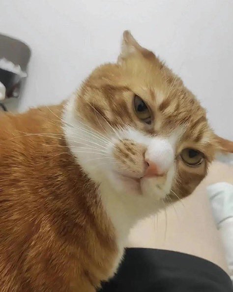 daktilock's tweet photo. Bir kedi, sahibine attığı sorgulayıcı bakışlarla evin yargı makamı olduğunu hissettirdi. https://t.co/SdrkvOYMAl